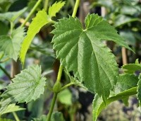 Humulus lupulus 'Nordbrau' - Hopplant voor bierbrouwers - 4