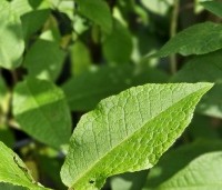Prunus padus - Europese vogelkers -  blad in mei
