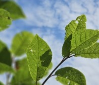 Prunus padus - Europese vogelkers - 1