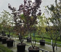 Prunus serrulata 'Royal Burgundy'  - Roodbladige sierkers - 3