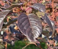 Prunus serrulata 'Royal Burgundy'  - Roodbladige sierkers - 2