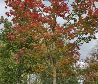 Acer 'Pacific Sunset' - Amerikaanse Esdoorn 'Pacific Sunset' - 4