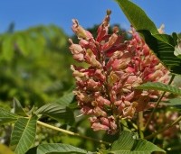 Aesculus pavia 'Rosea Nana' - Rode Pavia  - 3