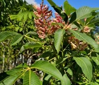 Aesculus pavia 'Rosea Nana' - Rode Pavia  - 4