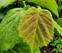 Corylus avellana 'Aurea' - Goudhazelaar - 6