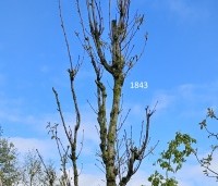 Quercus warei 'Regal Prince' - Eik 'Regal Prince' - 2