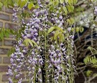 Wisteria floribunda 'Macrobotrys' - Blauwe regen - 3