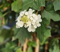 Hydrangea quercifolia - Eikenbladhortensia - 10