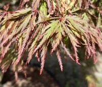 Acer palmatum 'Inaba-shidare' - Japanse Esdoorn 'Inaba-shidare' - 3