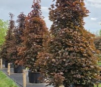 Acer plat. 'Crimson King' - Roodbladige Noorse Esdoorn 'Crimson King' - 1