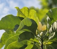 Magnolia x Brooklynensis 'Yellow Bird' - Magnolia 'Yellow Bird' - 5