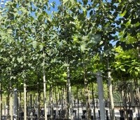 Tilia x flavescens 'Glenleven' - Linde - 3