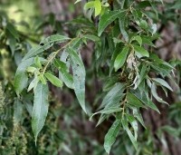 Salix alba - Schietwilg - 5