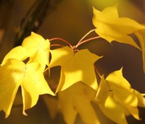 Acer cappadocicum