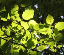 Blad witte els
