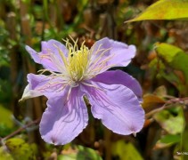 Clematis 'Dorothy Walton'