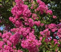 Lagerstroemia indica 'Rosea' - Indische sering - 1