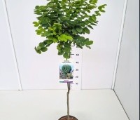 Robinia pseudoacacia 'Umbraculifera' - Bolacacia - 1