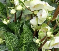 Helleborus niger - Kerstroos - CULTIVAR Helleborus niger 'Preacox' op aanvraag