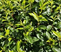 Prunus lusitanica 'Angustifolia' - Portugese laurier - 1