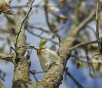 Magnolia Kobus - Beverboom - 2