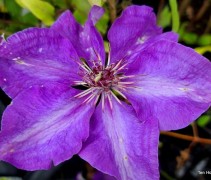 Clematis 'The President'
