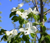 Cornus 'Eddie's White Wonder'