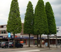Toepassing Taxodium distichum in het stedelijk gebied