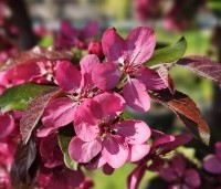 Malus 'Veitch's Scarlet' - Sierappel 'Veitch's Scarlet' - 2