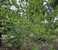 Aronia prunifolia 'Viking' - Appelbes 'Viking' - 1