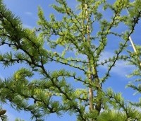 Larix kaempferi 'Diana' - Japanse kronkel Lariks - 4
