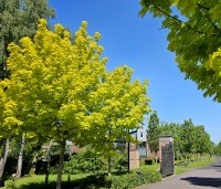 Acer plat. 'Princeton Gold' - Acer plat. 'Princeton Gold' - 4