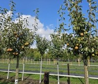 Pyrus com. 'Gieser Wildeman"  - Pyrus com. 'Gieser Wildeman"  - 1