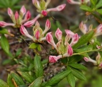 Rhododendron (AP)  'Fanny' - Azalea 'Fanny' - 2