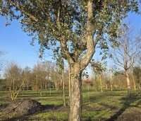 Quercus suber - Kurkeik - 3