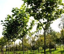 Platanus hispanica franse knotvorm