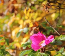 Rosa Rugosa