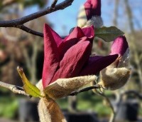 Magnolia 'Emperor' - Magnolia 'Emperor' - april 2025 kwekerij Ten Hoven Bomen Apeldoorn