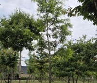 Gleditsia triacanthos 'Draves' - Valse Christusdoorn 'Draves' - 1