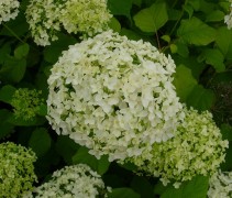 bloem Amerikaanse Hortensia 'Annabelle'