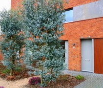 Eucalyptus Gunni
