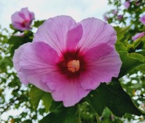 Hibiscus 'Resi'