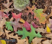 Quercus palustris - Moeraseik - 5