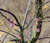 Cercis canadensis 'The Rising Sun' - Judasboom - 2