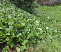 Bergenia cordifolia - Schoenlappersplant - 1
