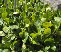 Bergenia cordifolia - Schoenlappersplant - 2