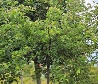 Malus Toringo 'Tina - Dwerg sierappeltje - juni