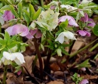 Helleborus orientalis per kist a 24 st. - Nieskruid - 1
