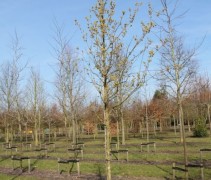 Gele Kornoelje bomen op onze kwekerij in Apeldoorn, Gelderland