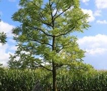 Juglans nigra